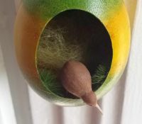Kiwi_2